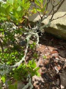 lichen on azalea