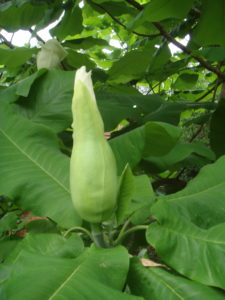 magnolia macrophylla