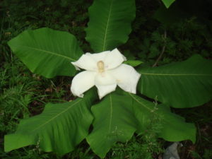 magnolia macrophylla flower