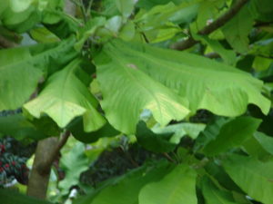 magnolia macrophylla leaves