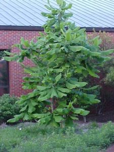 magnolia macrophylla