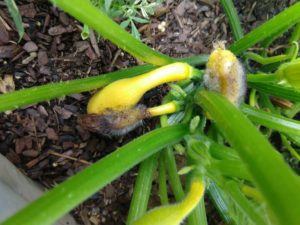 choanephora rot on squash