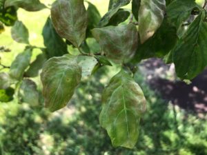 powdery mildew dogwood 2020