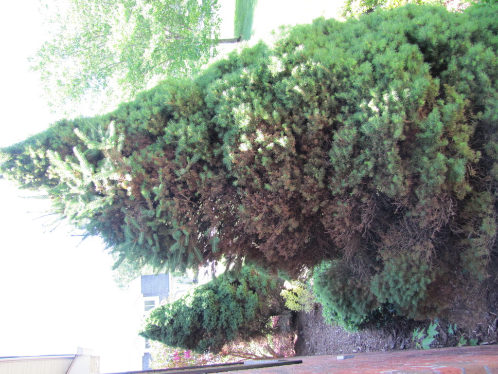 poorly sited dwarf spruce