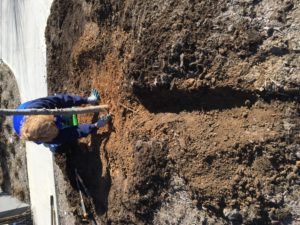 root collar excavation