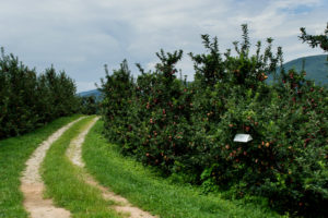 Insect trap in apple orchard