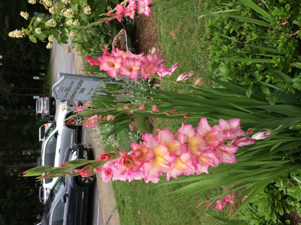 gladiolas