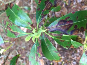 Laurel leaf spot