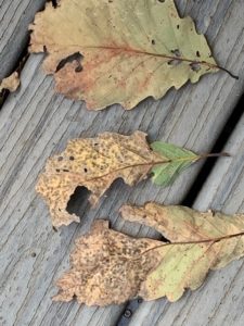 oak leaf spot