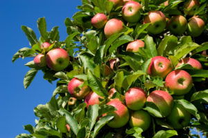 Apples on a tree
