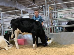 Eli Motes with his dairy steer