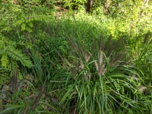 pennisetum grass
