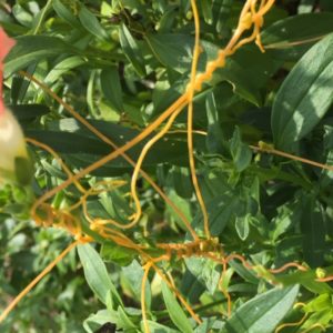 dodder parasitic plant