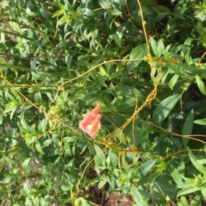 Dodder flower