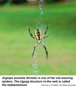 orb weaver