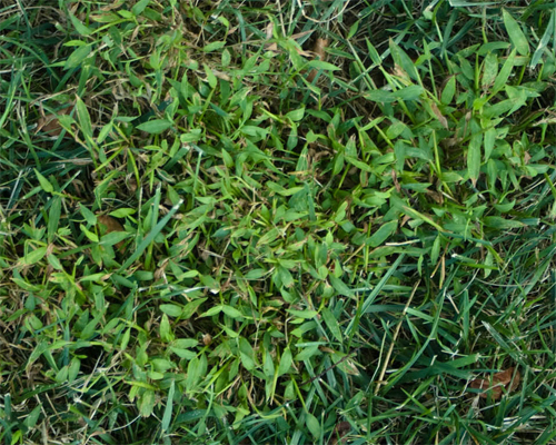 Pest Alert – Japanese Stiltgrass | N.C. Cooperative Extension