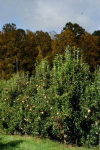 Cover photo for WNC Orchard Insect Pest Populations - October 13, 2020