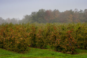 Cover photo for WNC Orchard Insect Pest Populations - October 6, 2020