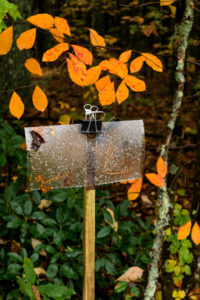 Stink bug trap
