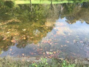 pond with algae