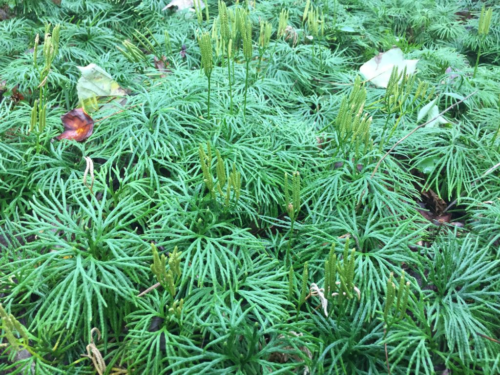 Ground Cedar: A Unique Evergreen Groundcover of Forests