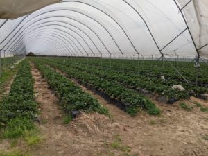 Cover photo for Local Licensed Propagators of Commercial Strawberry Plugs