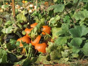 pumpkin-variety-trial