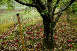 Stink bug trap in apple orchard, late season