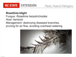Rosellinia blight on hemlock