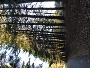 white pine hedge overgrown