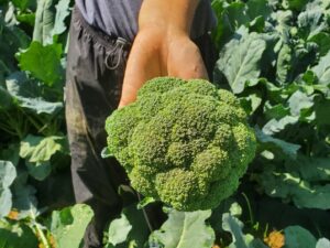 broccoli head in a hand