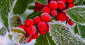 red berries and frost covered leaves