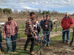 Picture of people pruning grape vines in winter