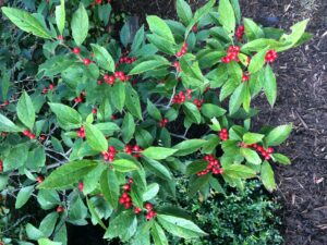 ilex verticillata winterberry