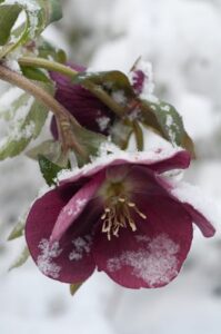 lenton rose