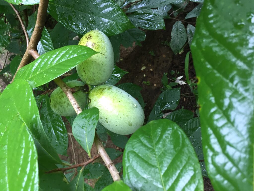 pawpaw