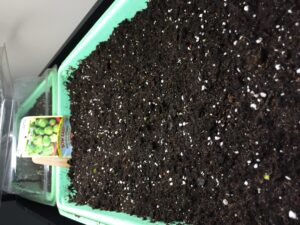 seedlings planted in tray