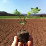 hand holding new plant in front of a field ready for planting