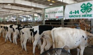 Dairy Steer Calves