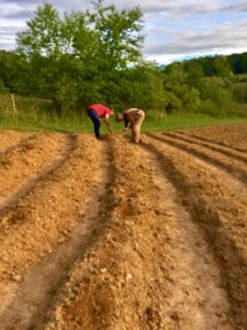 planting the veggie garden