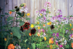 wildflowers