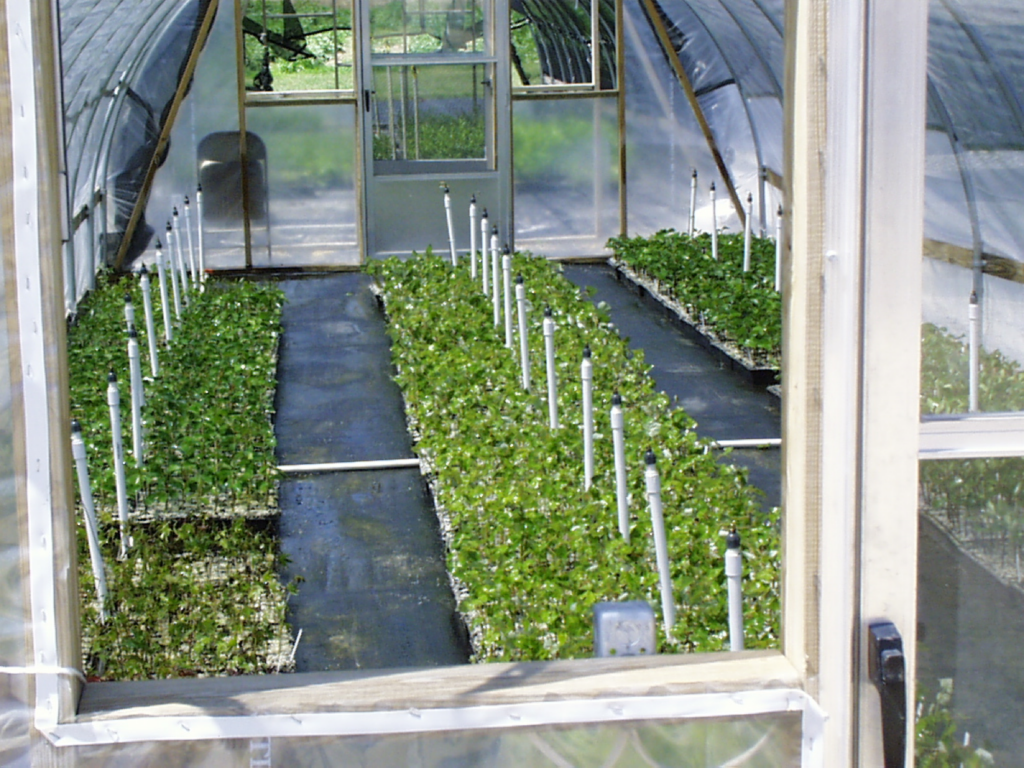professional plant propagation greenhouse