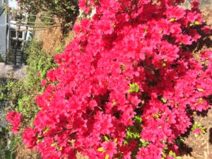 azalea formosa flower