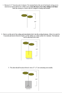 cutting procedure