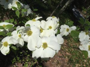 dogwood flower 