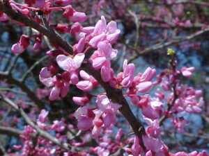 redbud blossoms