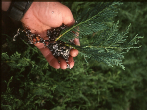 rooted cutting