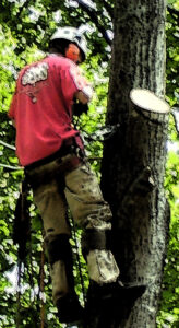 tree climber