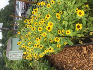 sunflowers at the Bountiful Harvest Community Garden