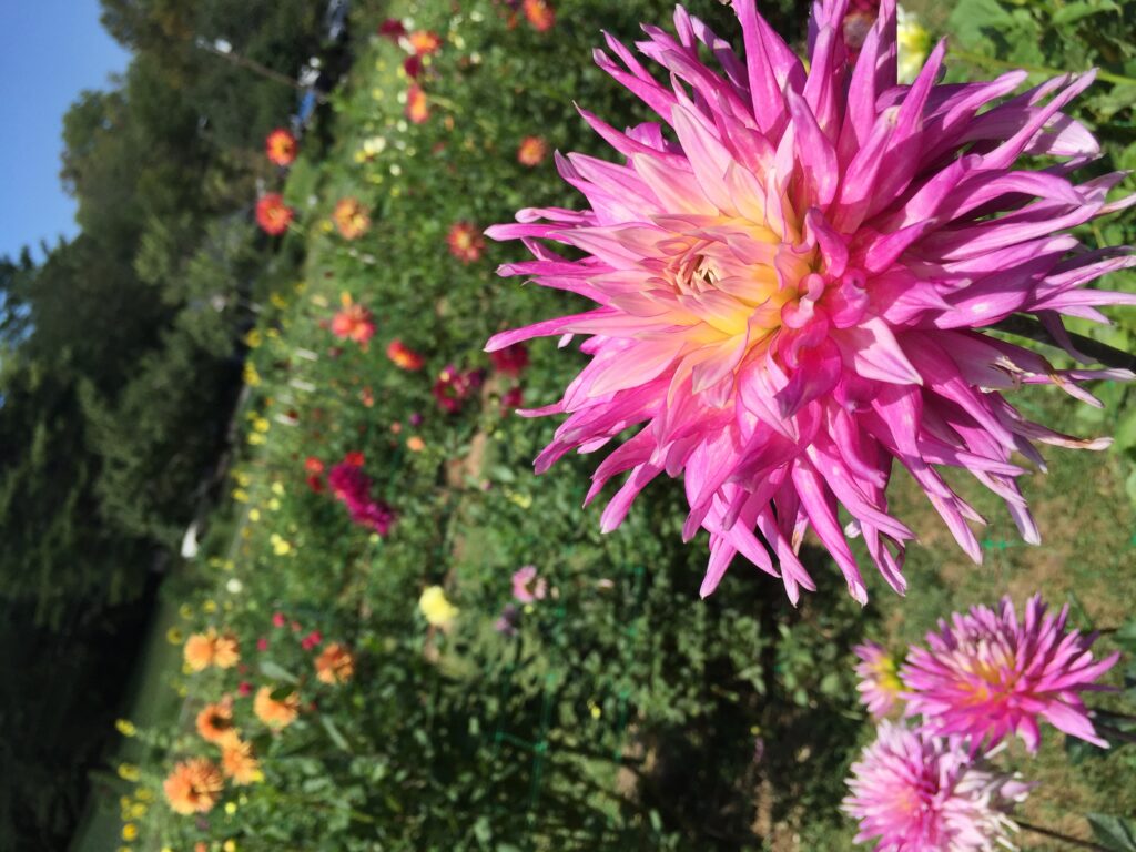 dahlia garden at Bullington Gardens